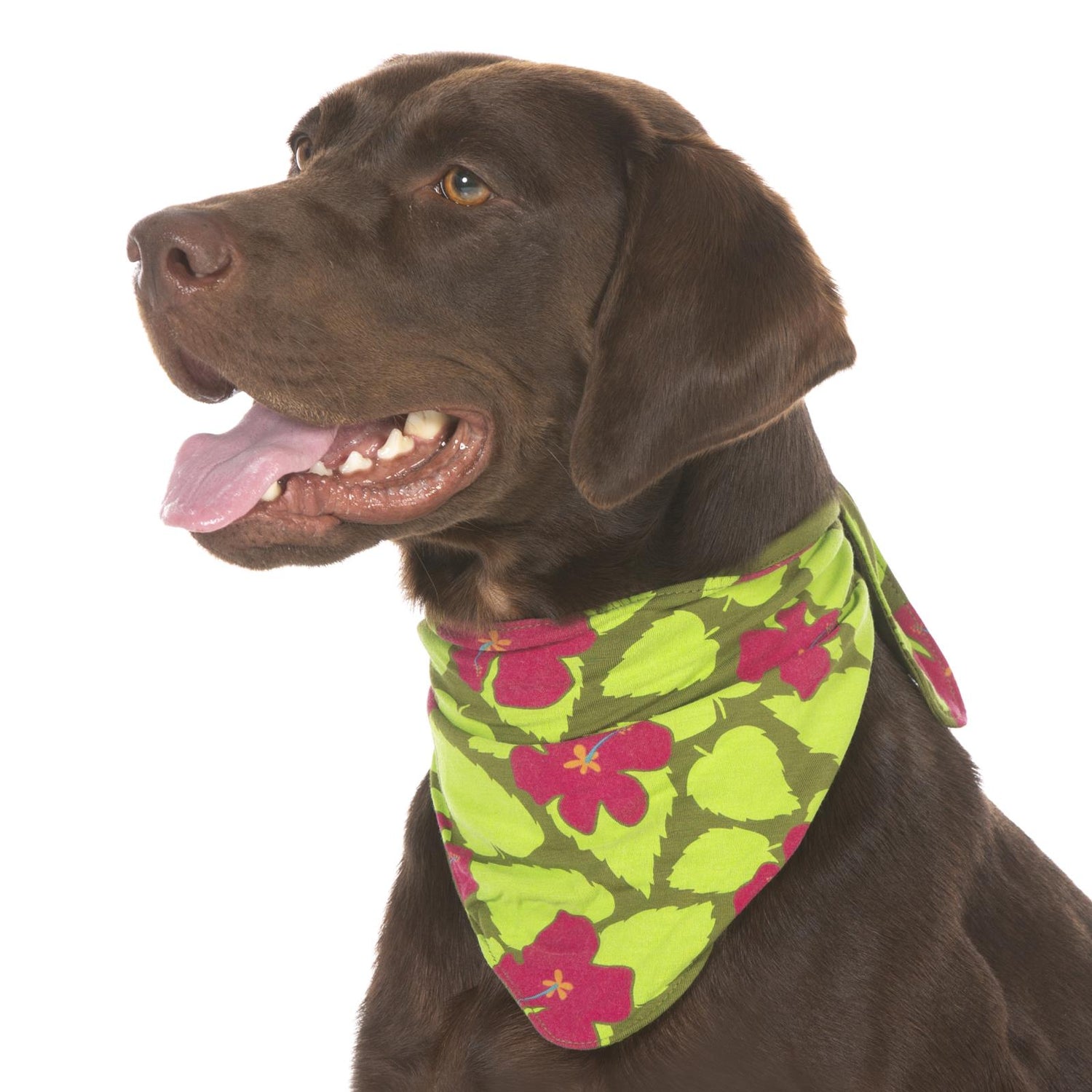 Print Dog Bandana in Pesto Hibiscus