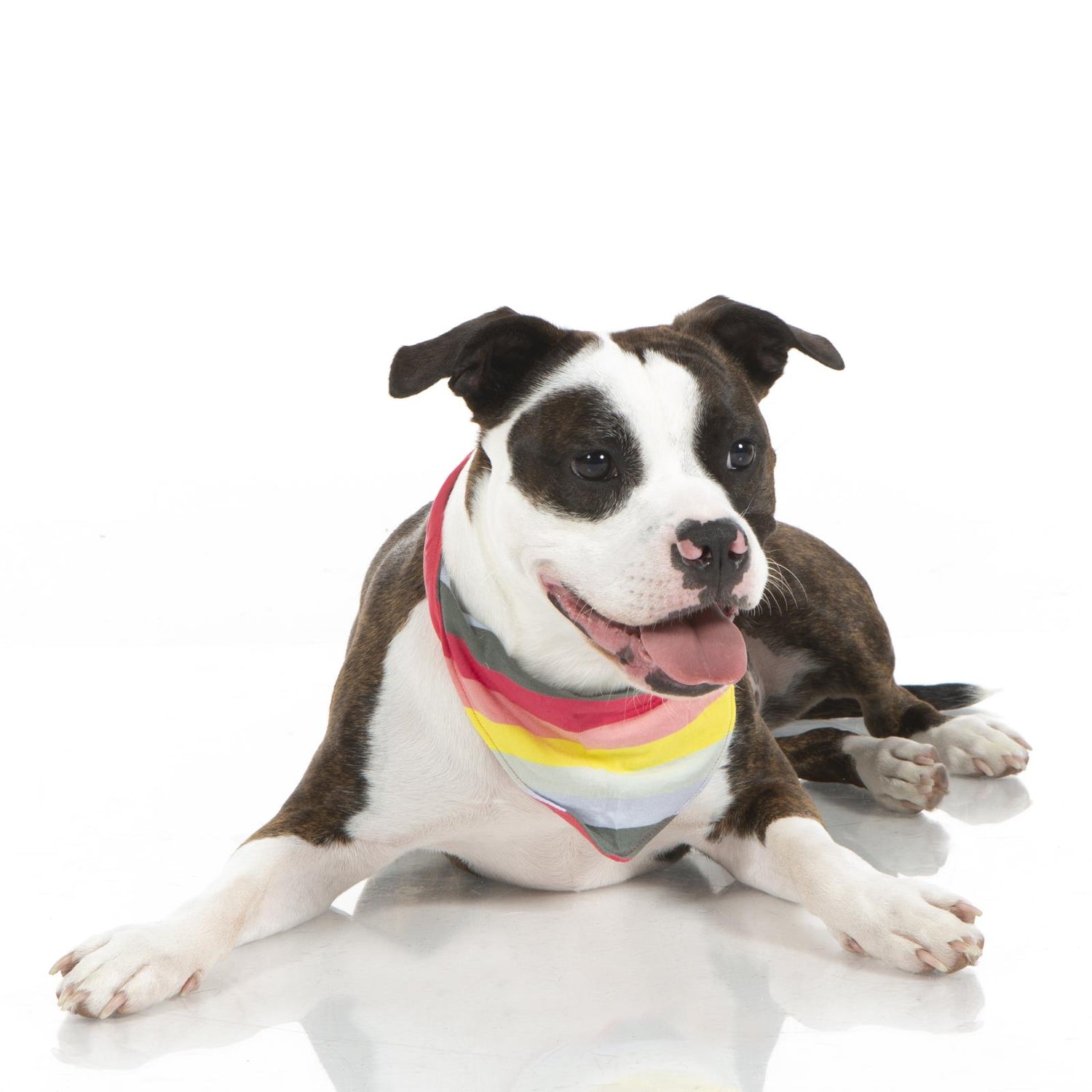 Print Dog Bandana in Biology Stripe