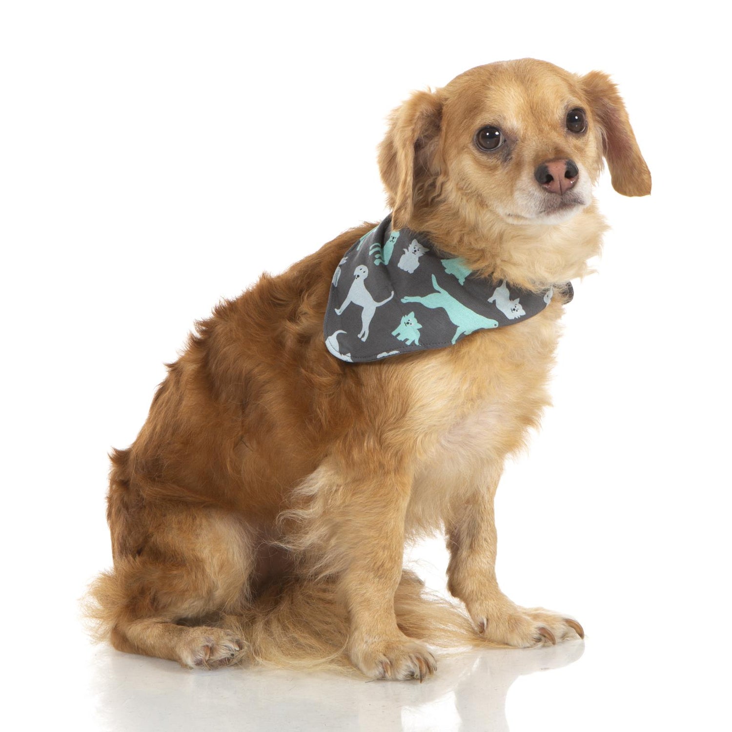 Print Dog Bandana in Stone Domestic Animals