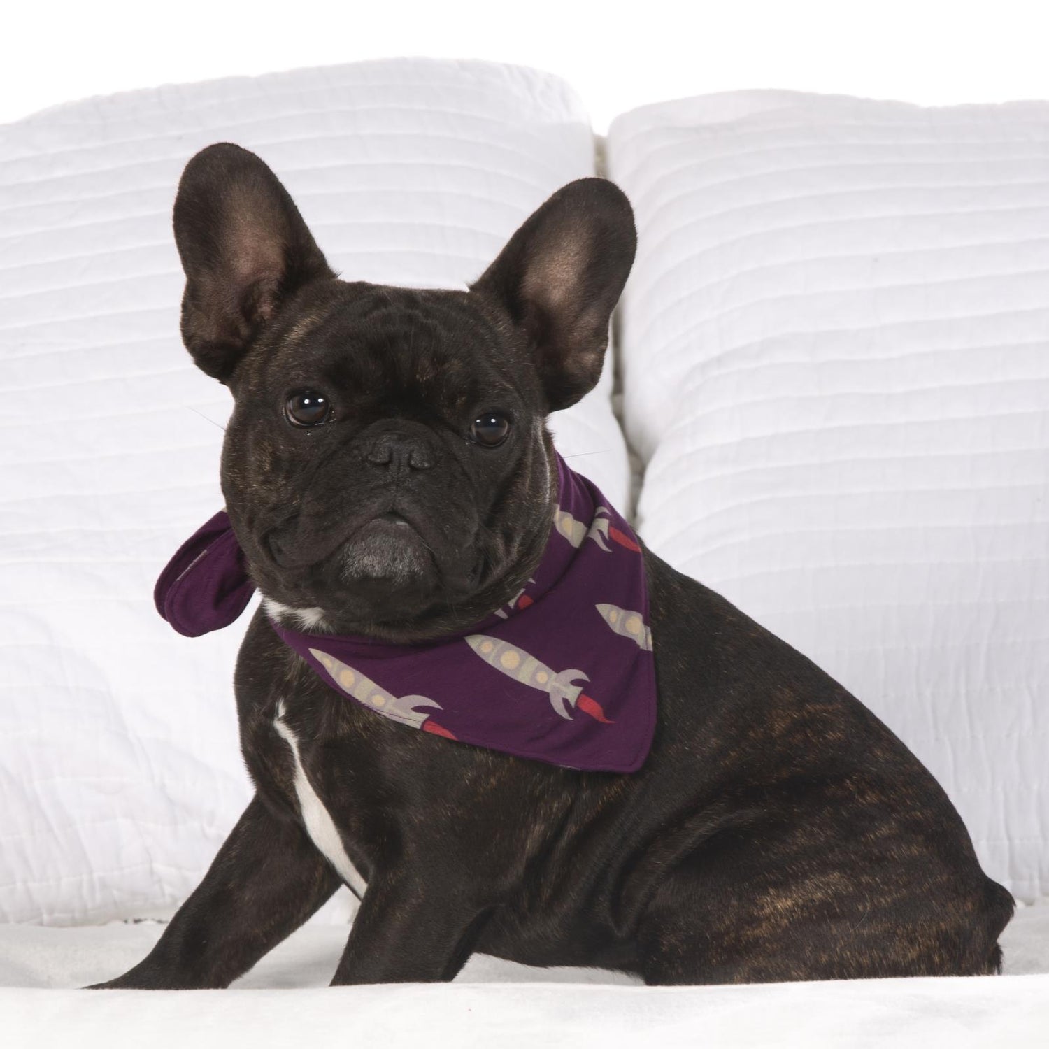 Print Dog Bandana in Wine Grapes Rockets