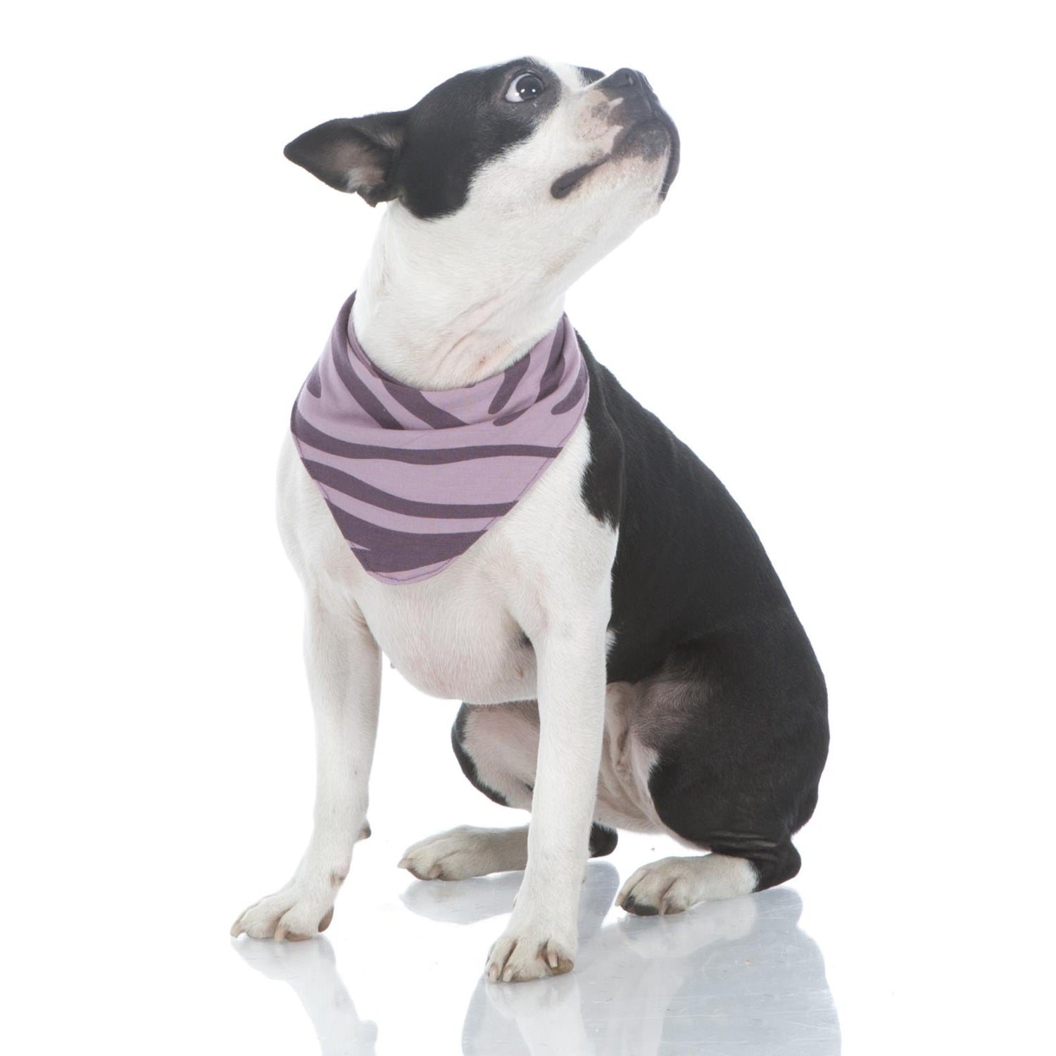 Print Dog Bandana in Elderberry Zebra Print