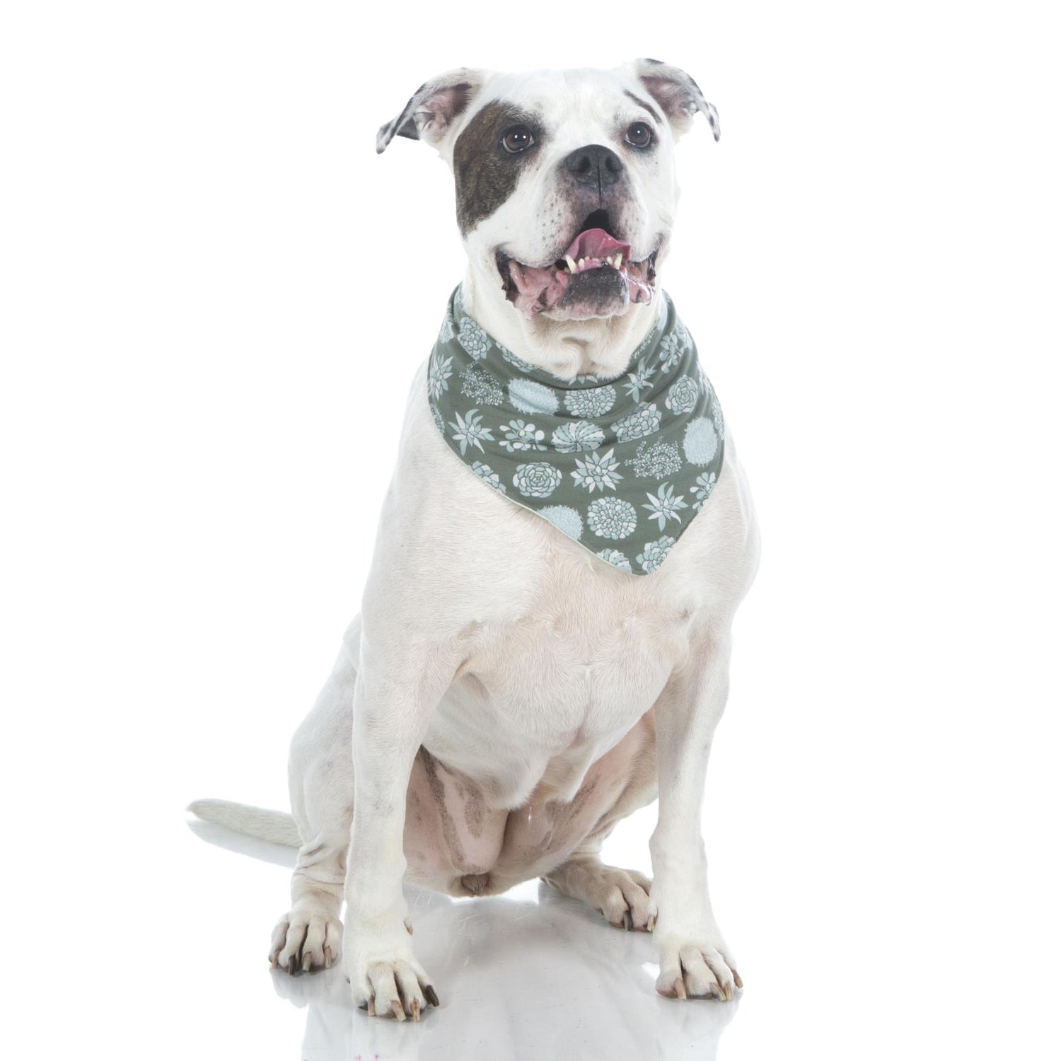 Print Dog Bandana in Succulent Plants