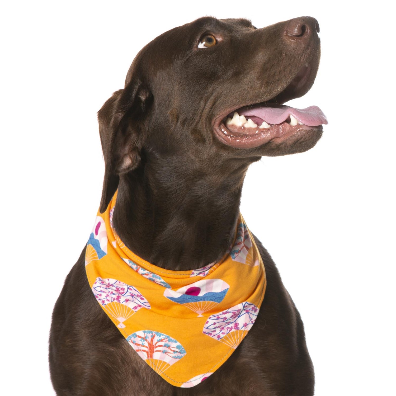 Print Dog Bandana in Apricot Fans