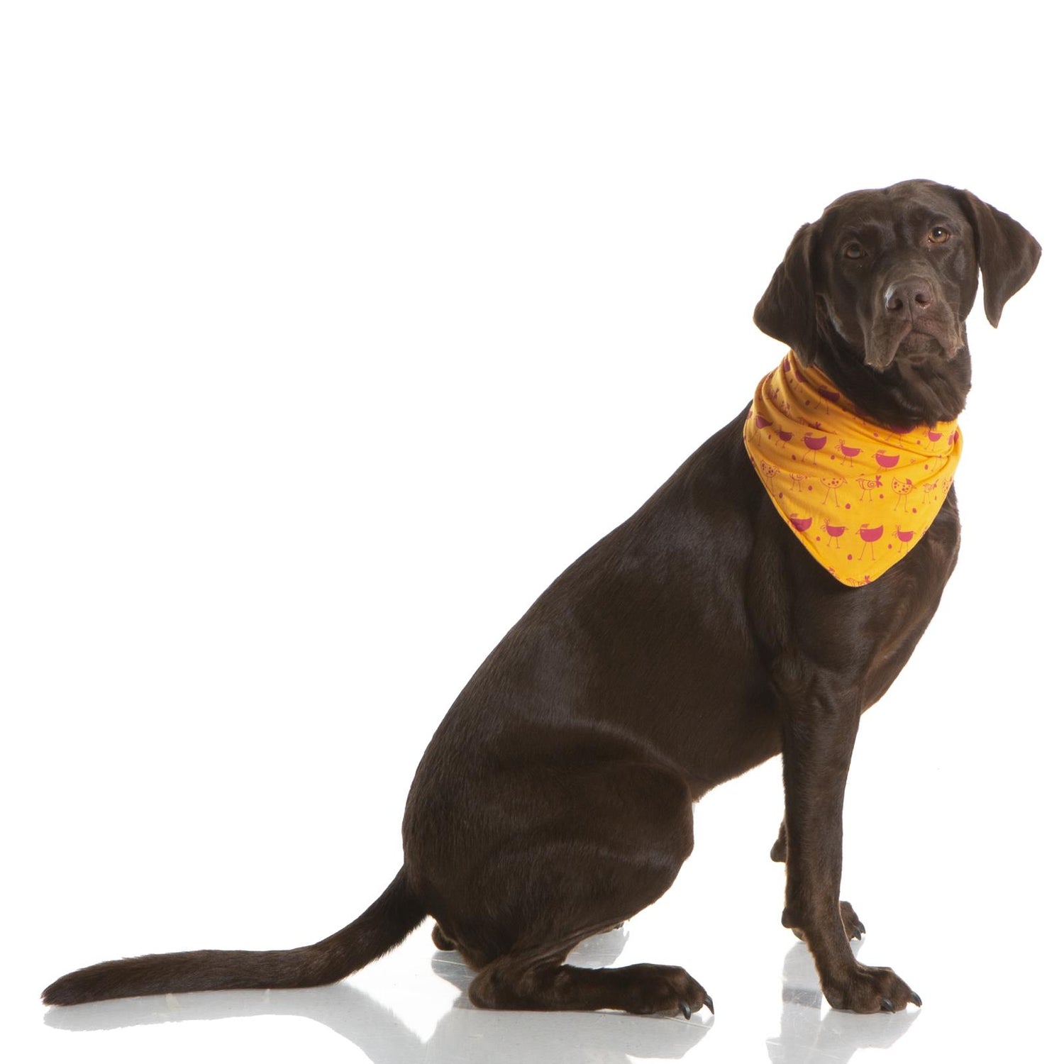 Print Dog Bandana in Apricot Chickens